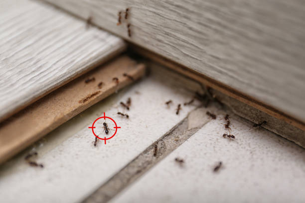Best Affordable Pest Control Services  in Heavener, OK