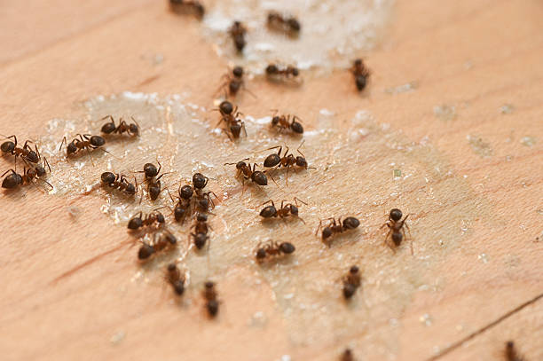 Best Termite Control Services  in Heavener, OK